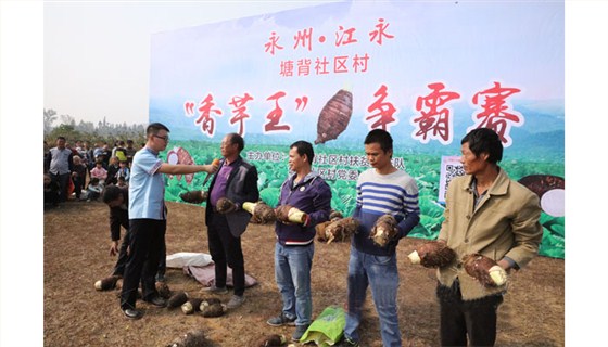 雅大酒業(yè)應(yīng)邀參加塘背村“香芋王”爭(zhēng)霸賽