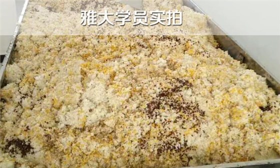 白酒設(shè)備/如果五糧液配方，糧食粉碎，如何蒸煮？