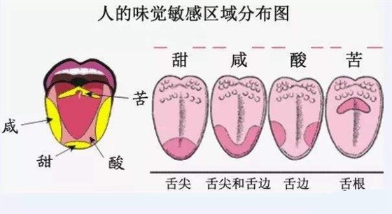 舌頭味覺分布圖