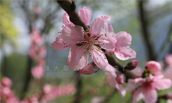 雅大釀酒設(shè)備釀酒師教釀鮮花酒