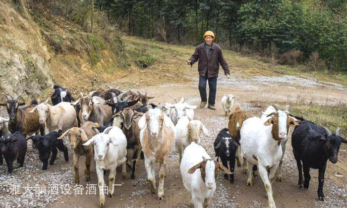 20-酒糟喂羊固態(tài)酒糟好還是液態(tài)酒糟好？1